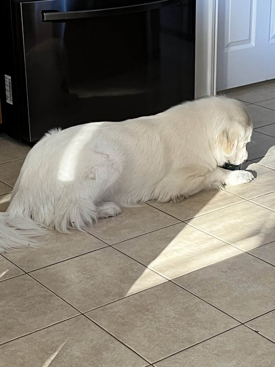 Pyrenees for Adoption! image 4