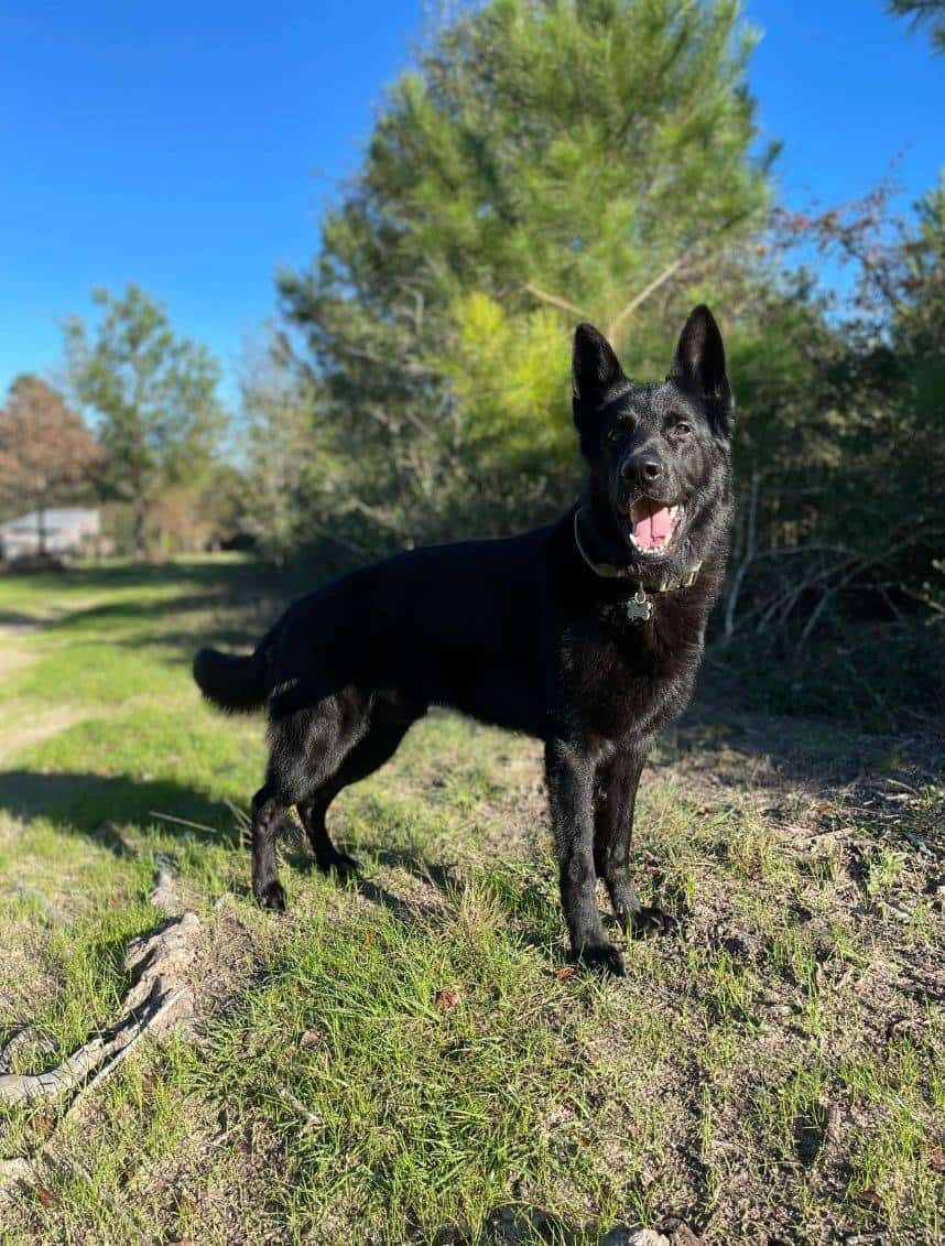 Black German Shepherd puppies 9-wks image 2