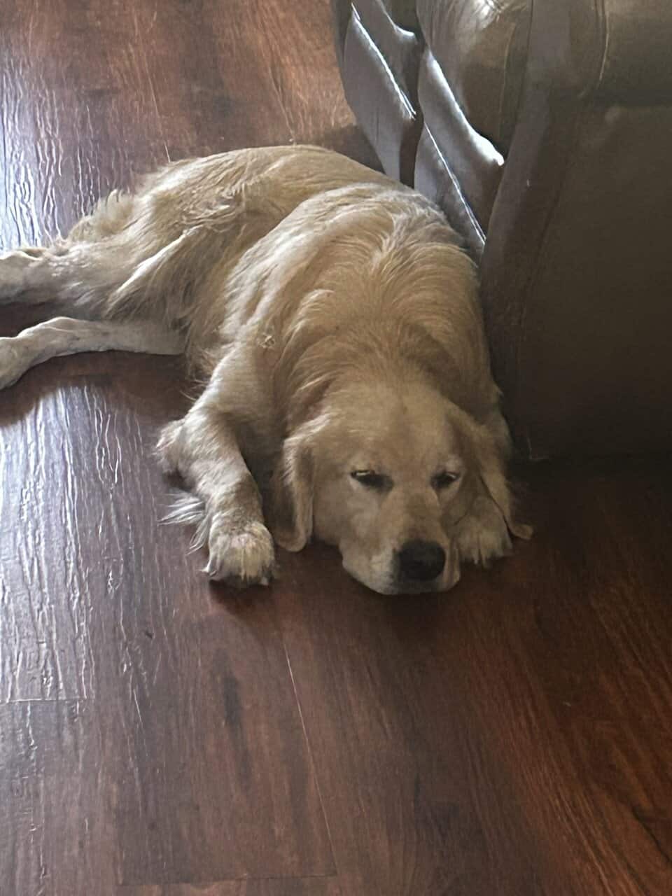 Golden Retriever puppies image 8