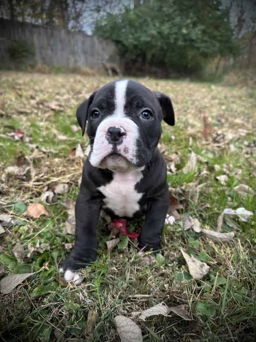 Onyx (Champion Bloodline) image 6