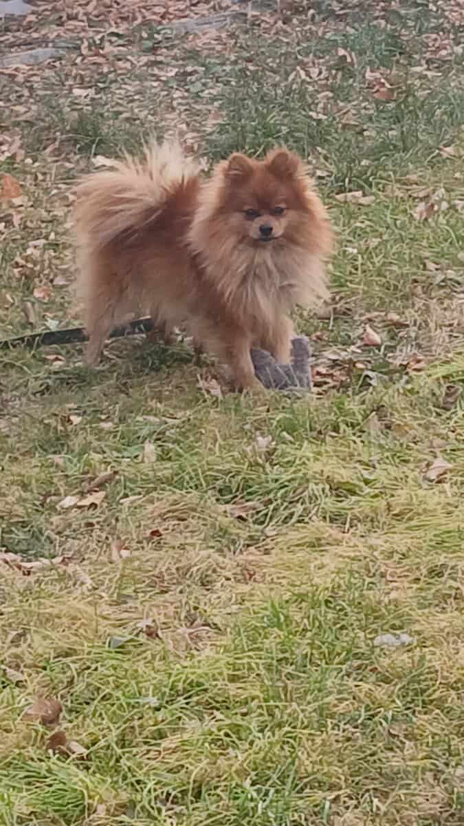 Pomeranian for sale. image 2