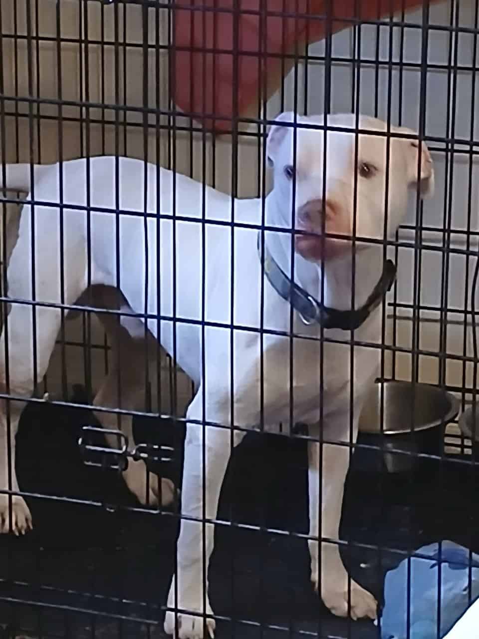 Rehome pitbull image 1