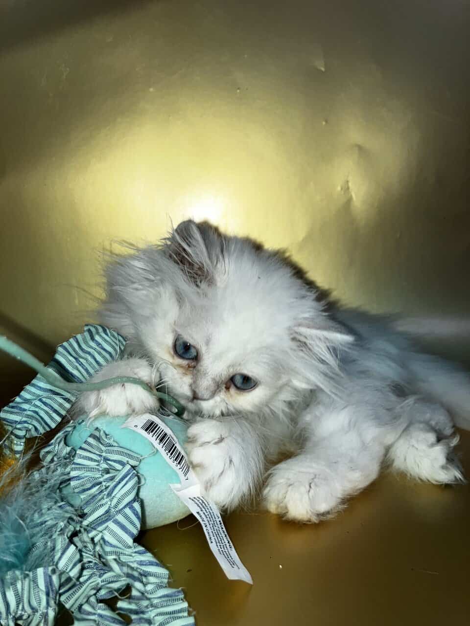 Silver chinchilla British longhair male image 8
