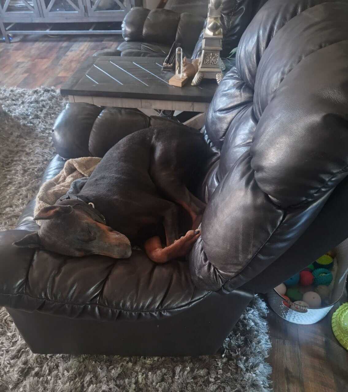 💙 AKC Reg Blue Doberman For Sale image 5