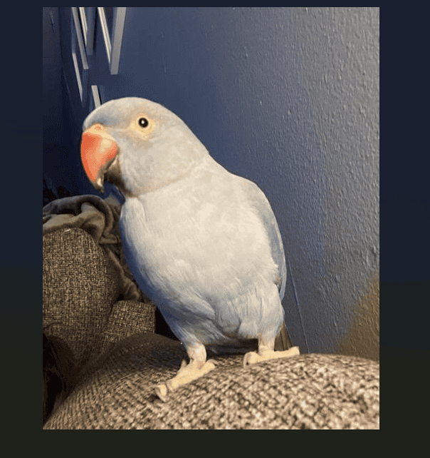 Indian Ringneck Parakeet image 9
