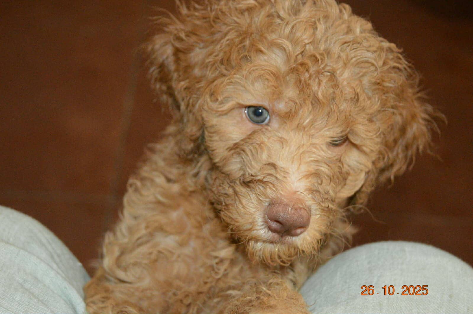 Goldendoodle image 2