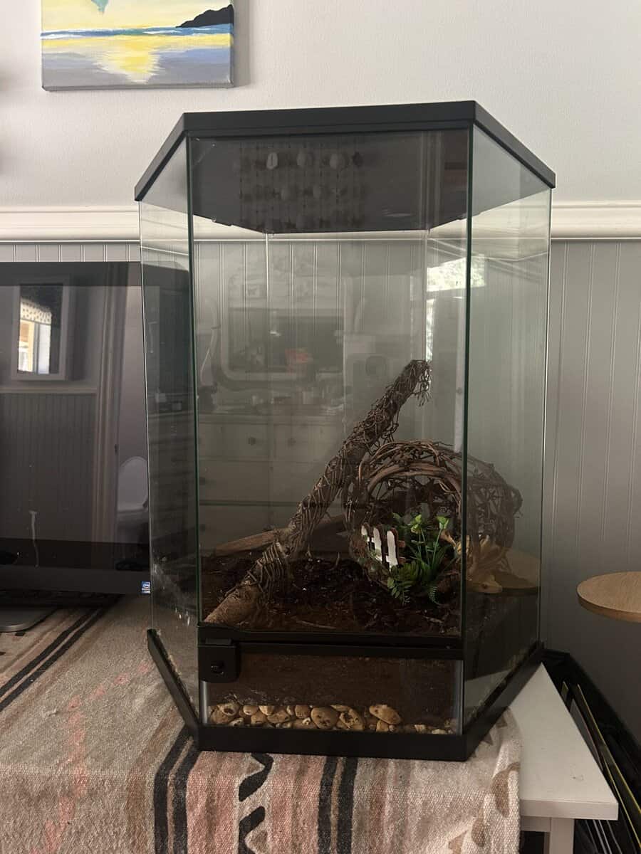 2 crested geckos with tanks and other supplies image 3