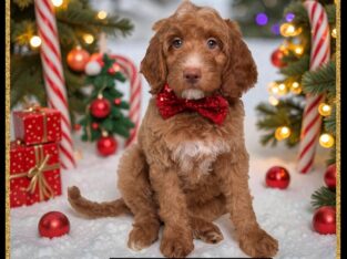 PEPPERMINT PATTY CHRISTMAS PUPPY!