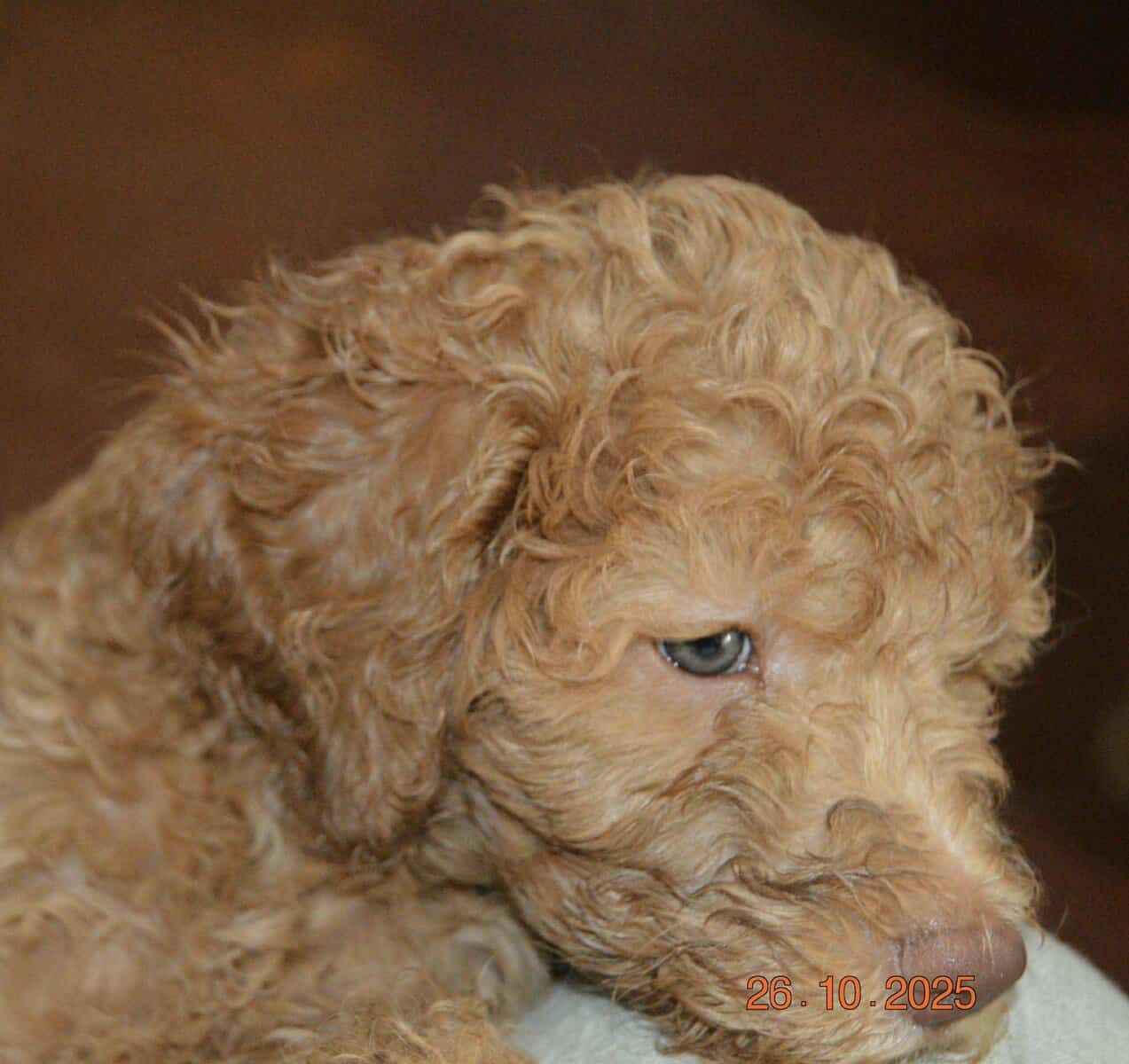 Goldendoodle image 3