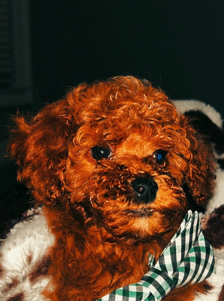 Cavapoo puppies! Ready for you to love! image 11