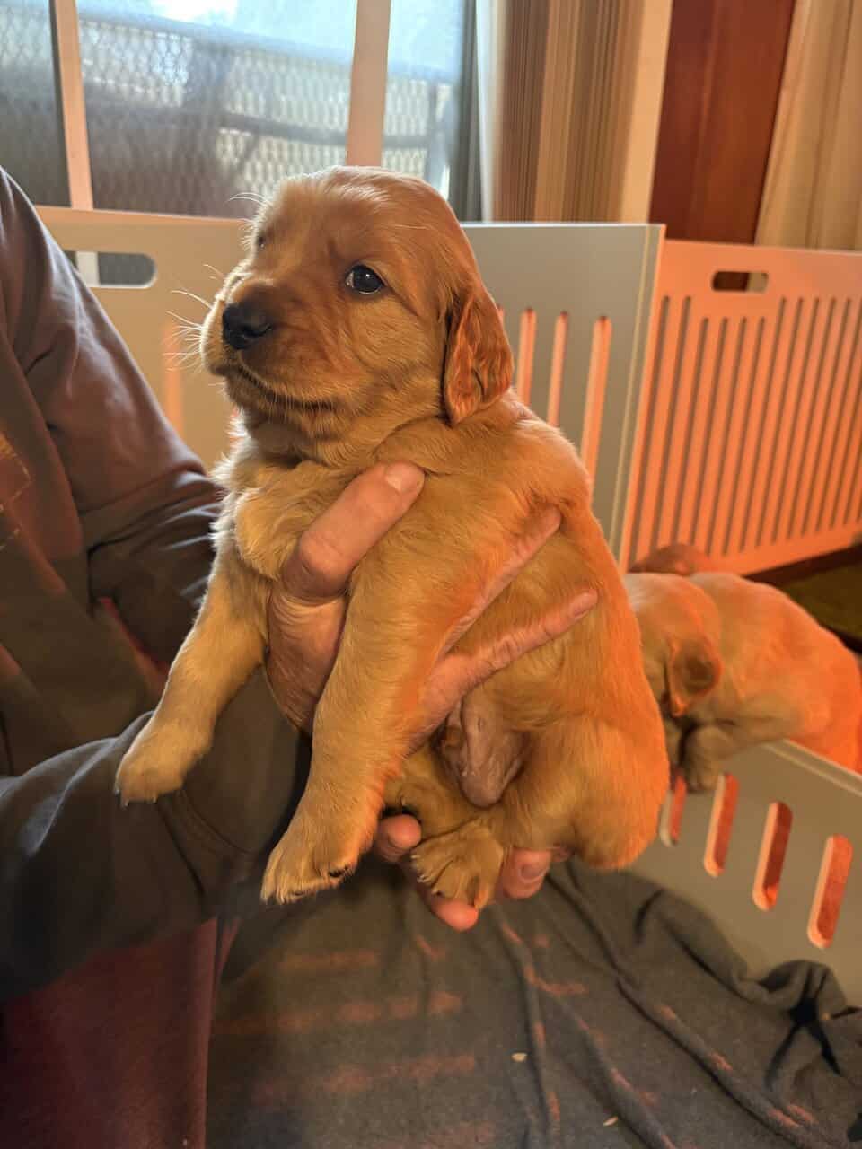 GOLDEN RETRIEVER image 7