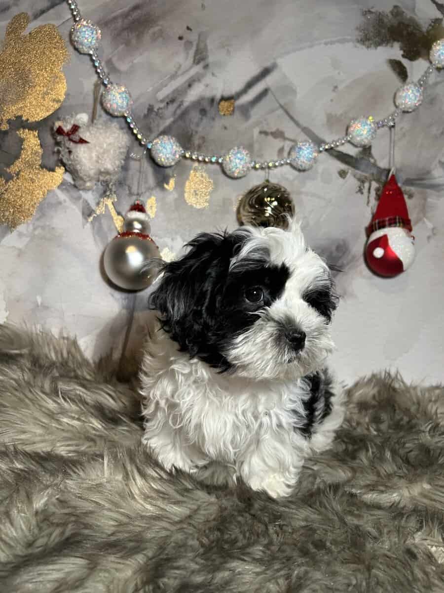 Morkie Female pups image 3