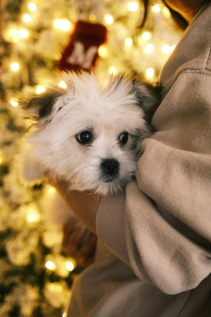 Pomeranian Puppy image 4