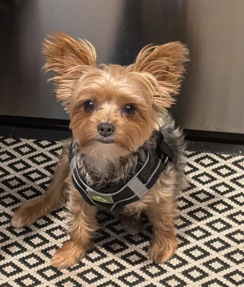 Yorkie Puppy image 9