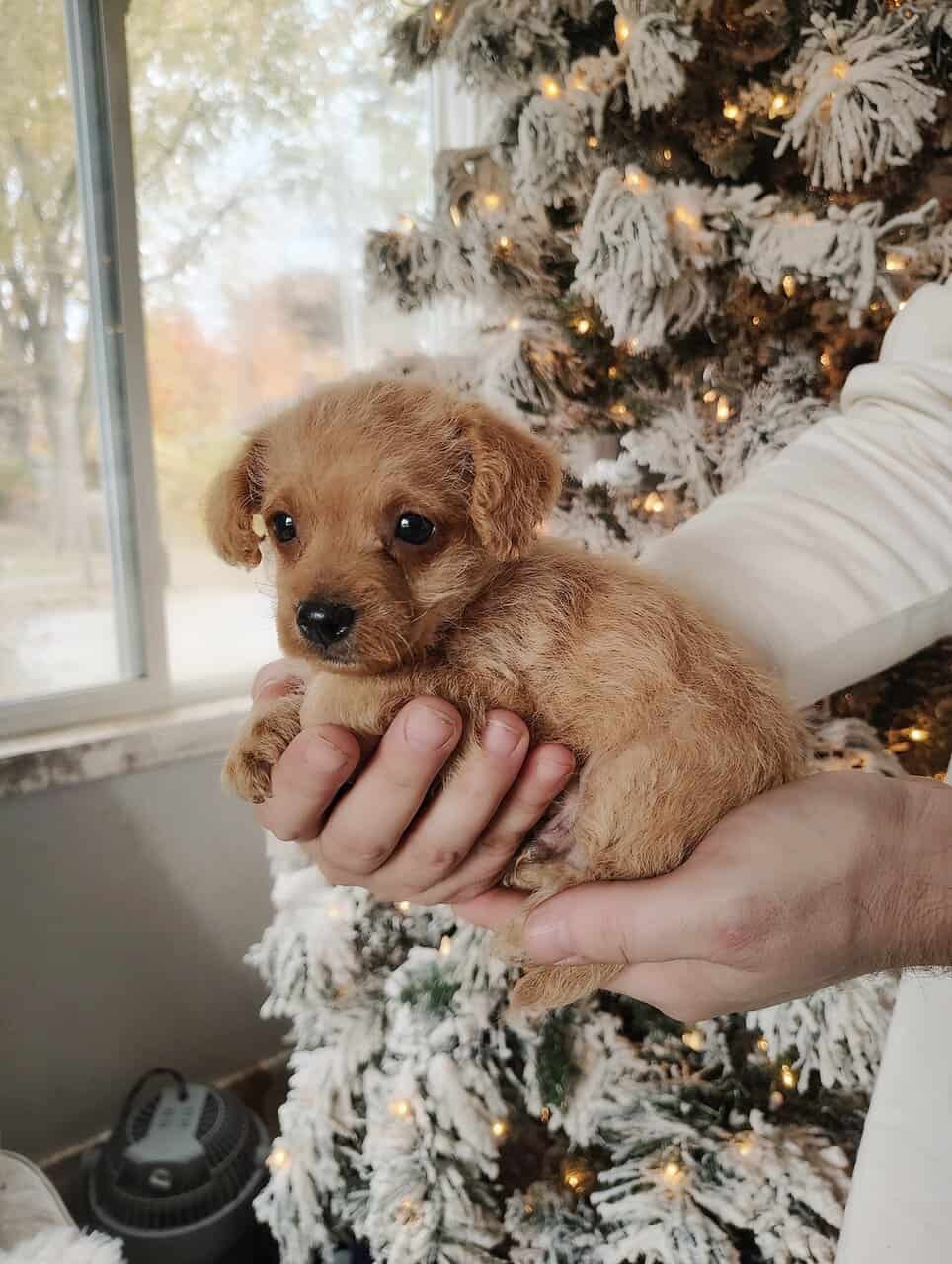 Toy Chipoo image 1