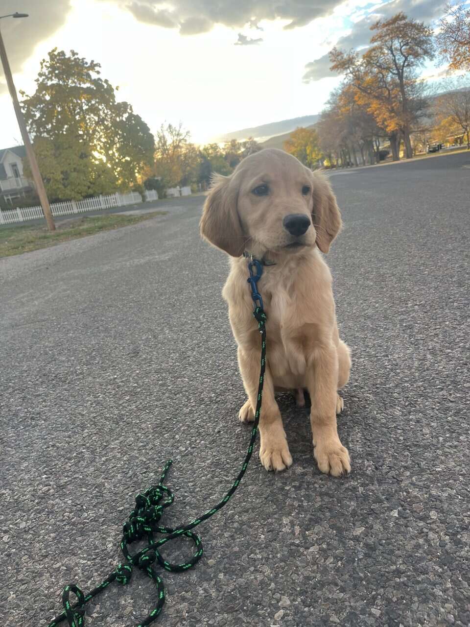AKC Trained Golden Retriever image 5