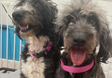 Two Aussiedoodles Females Anna & Andera