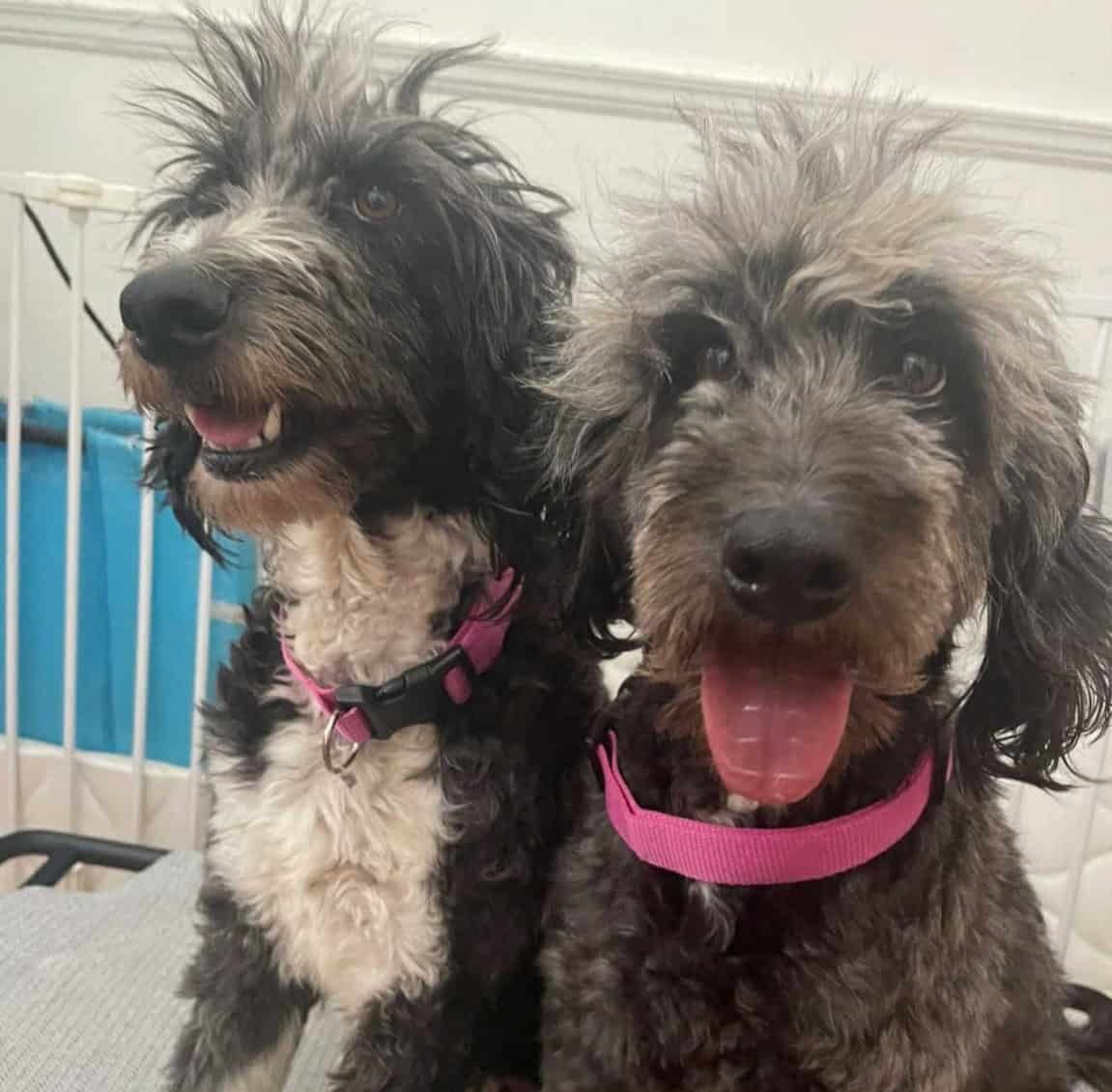 Two Aussiedoodles Females Anna & Andera image 1
