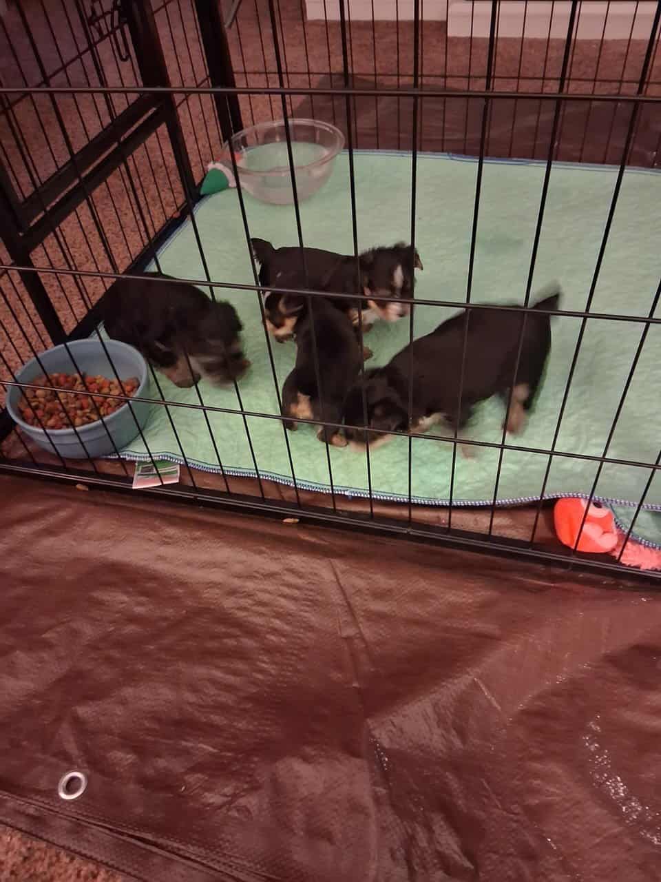 Morkie puppies for sale image 2