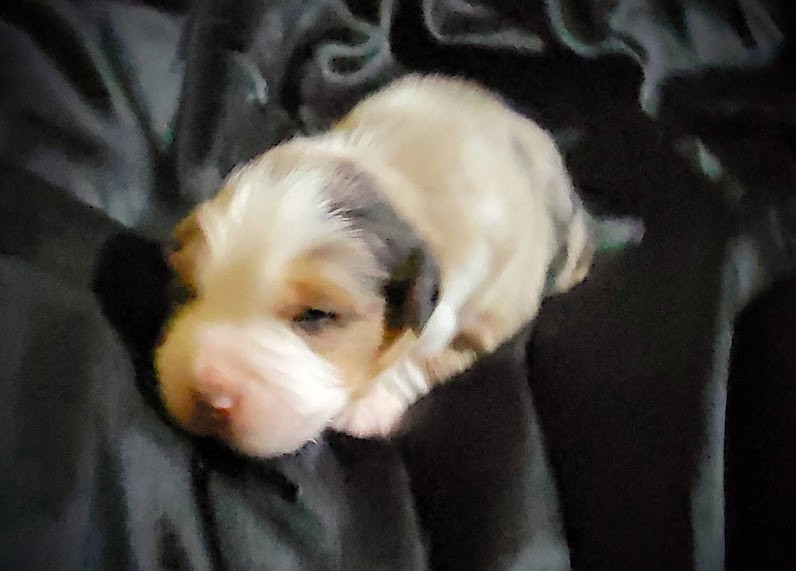 ***** Christmas Puppies ***** image 2