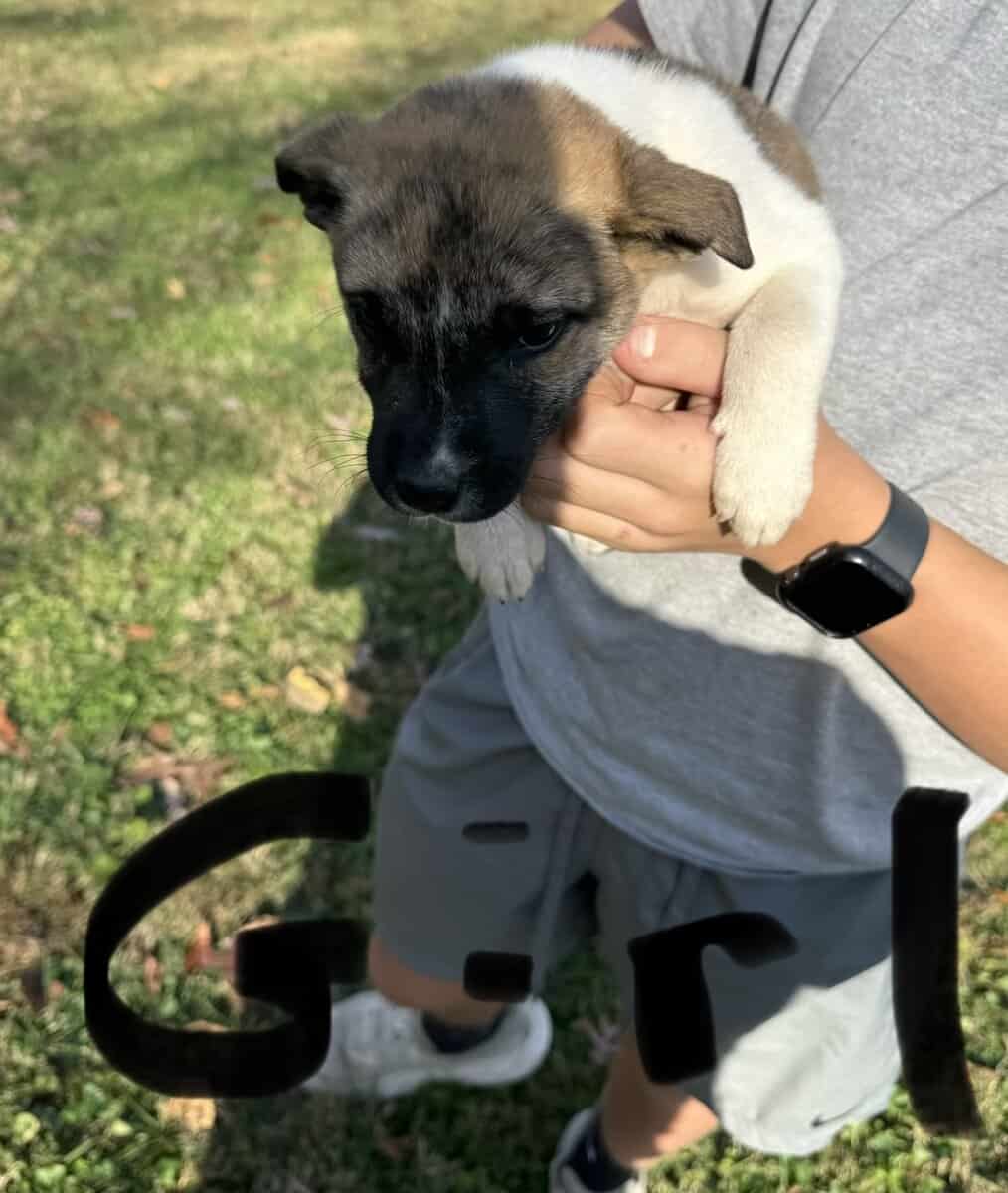 Siberian husky pit puppies image 9