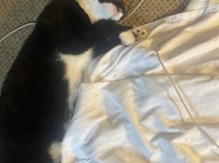 I can’t keep all these cat’s it’s to much.