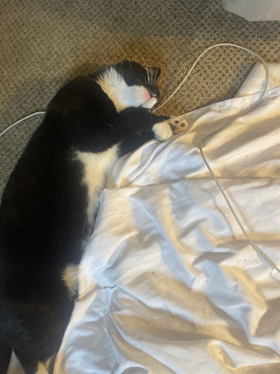 I can't keep all these cat's it's to much. image 1