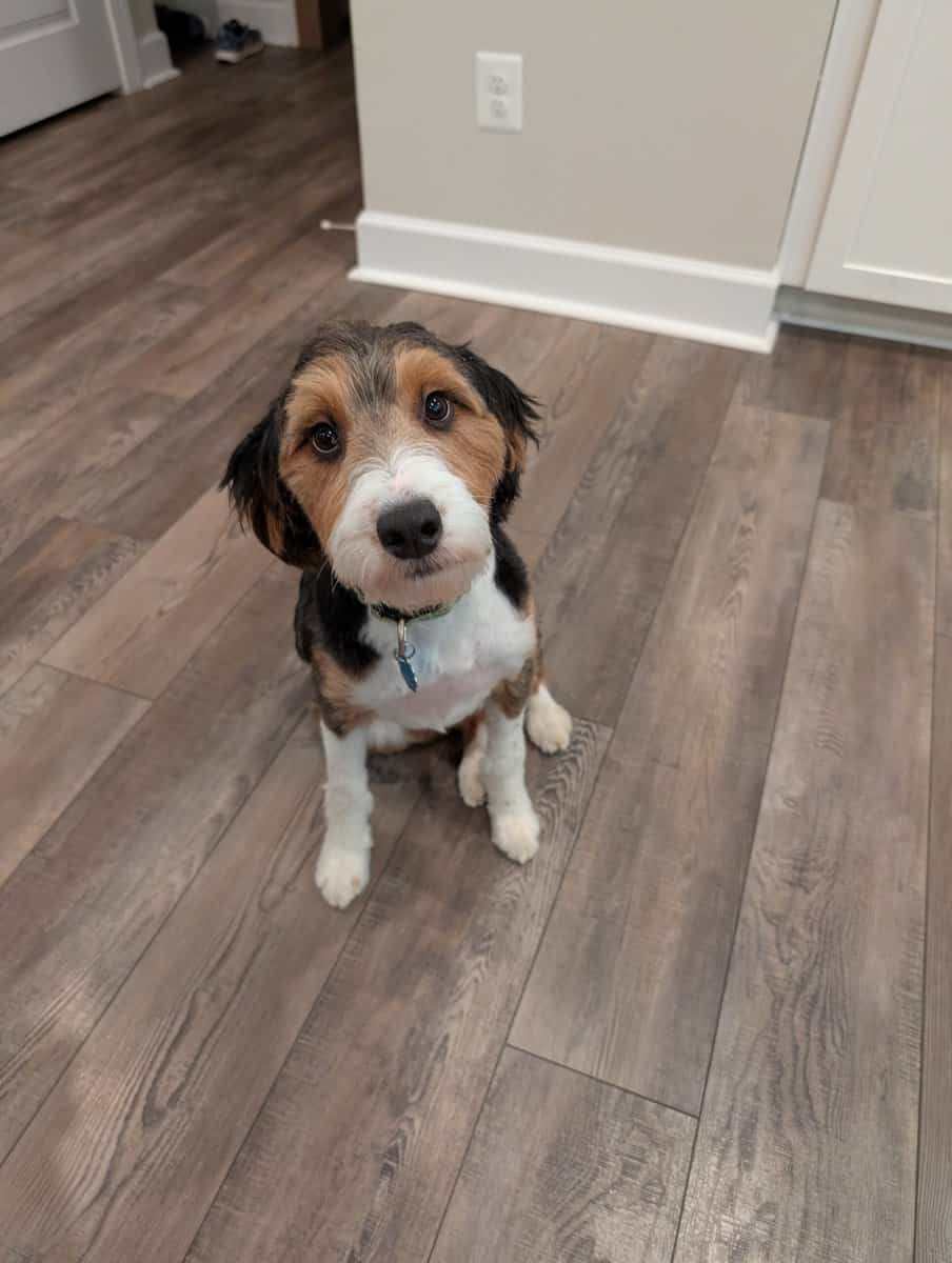 Mini-Aussiedoodle - Rucker - Family Dog image 3