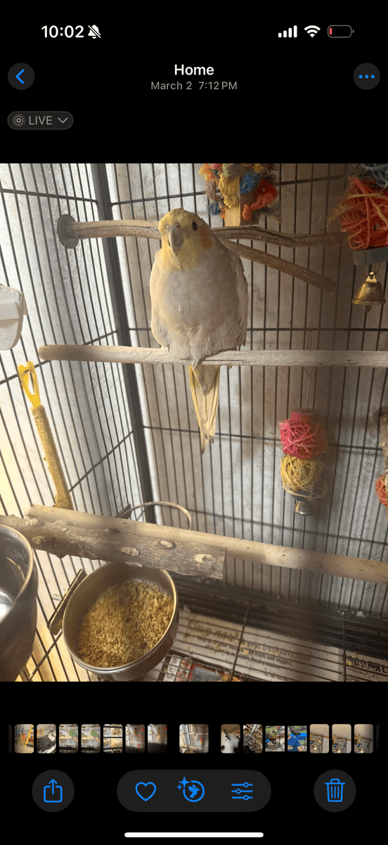 Parakeet, cockatiel, bird cage, and accessories image 4