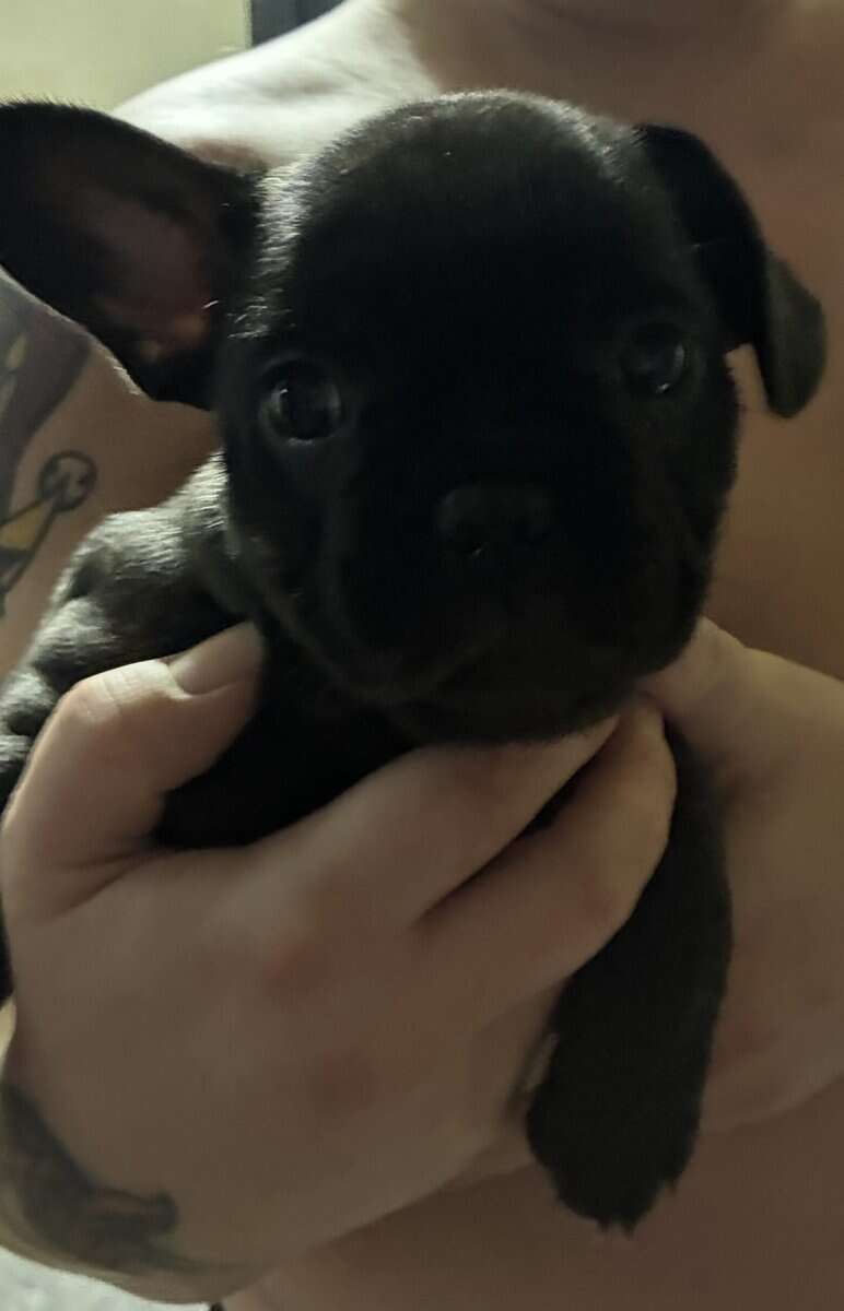 3 frenchie girls looking for their forever home! image 5
