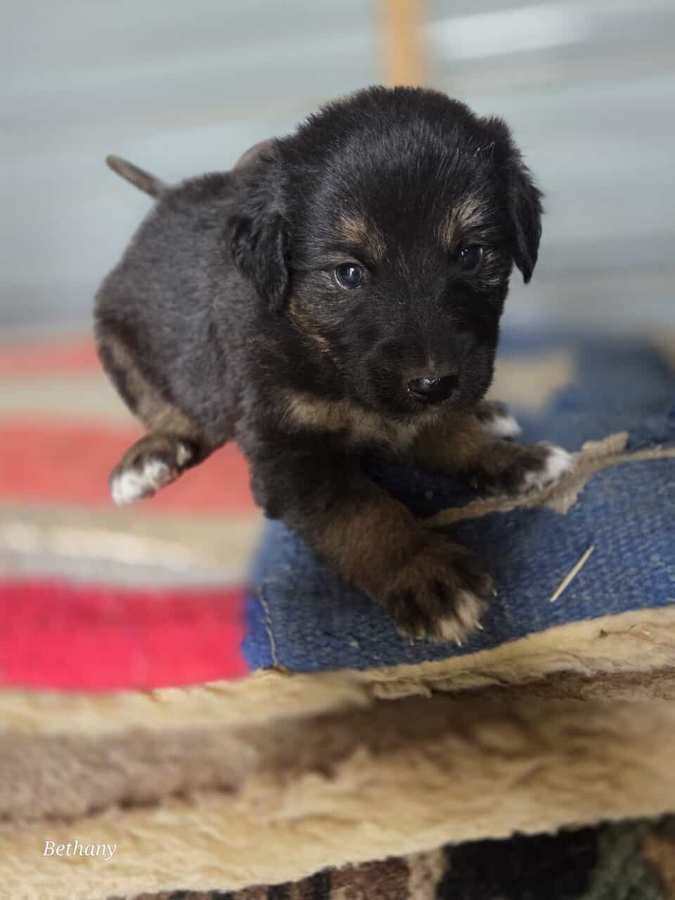 German Shepherd/Aussie X image 1