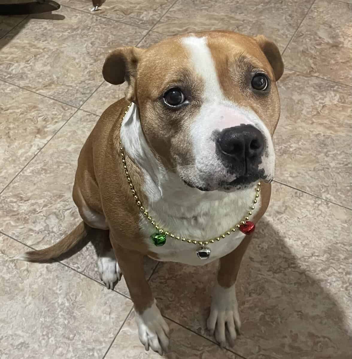 Ace is looking for a new home. image 3