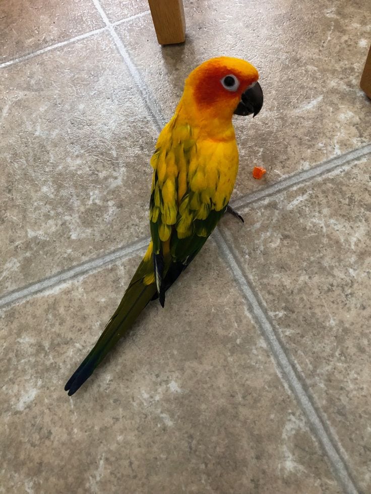 Re-home - Conures Colorful image 2