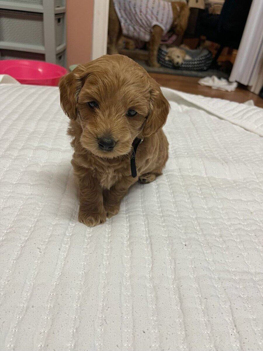 F2B Mini Goldendoodle image 1