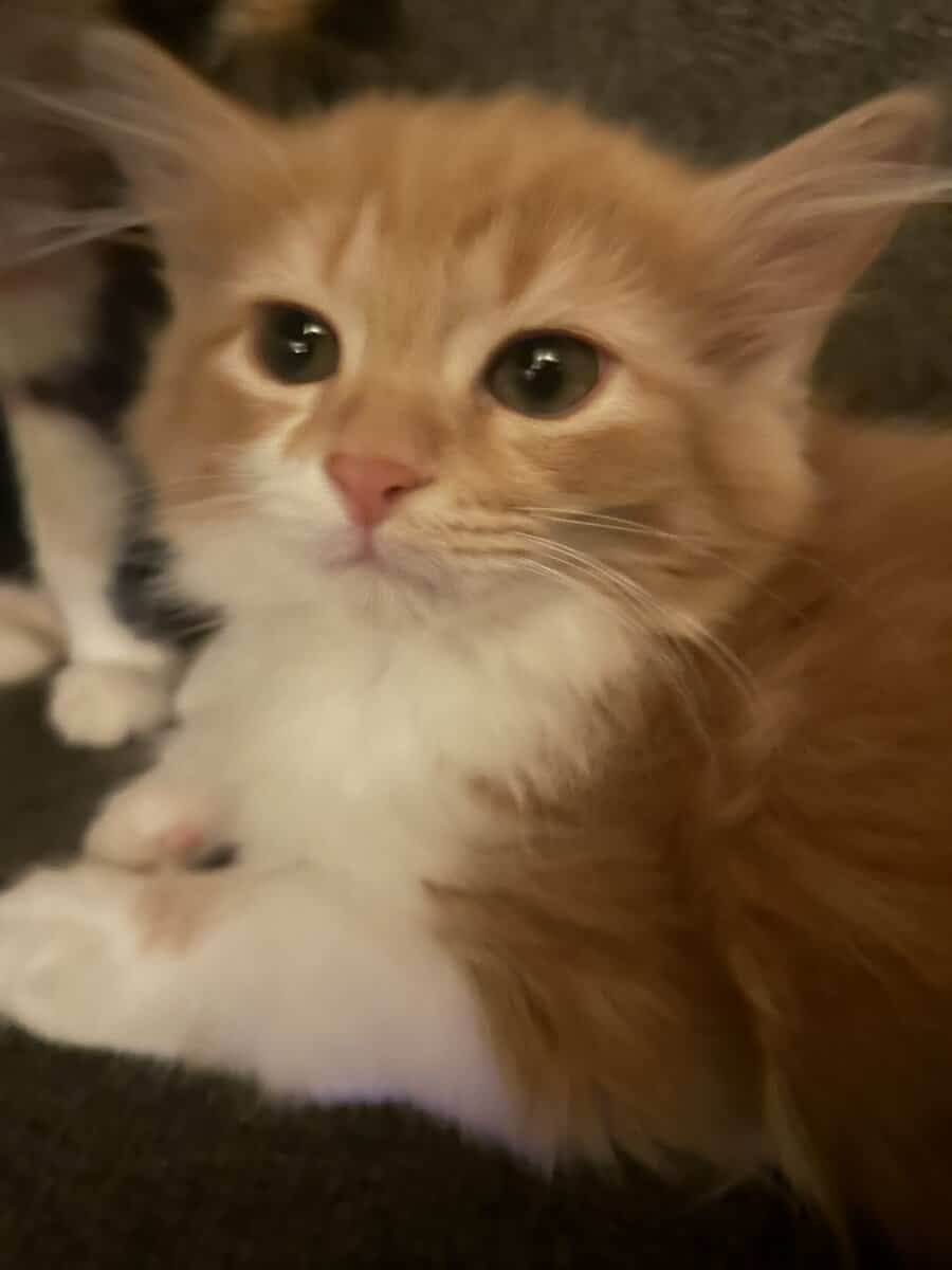 Kittens image 1