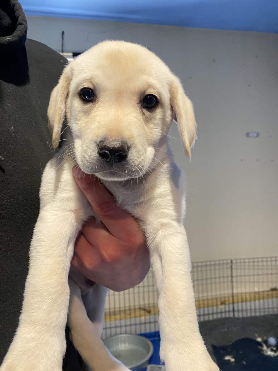 Purebred Labrador retriever puppies image 7