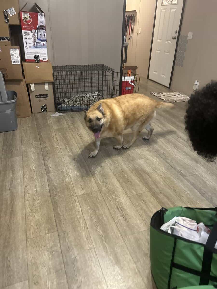 Free 4 yr old female dog spayed image 1