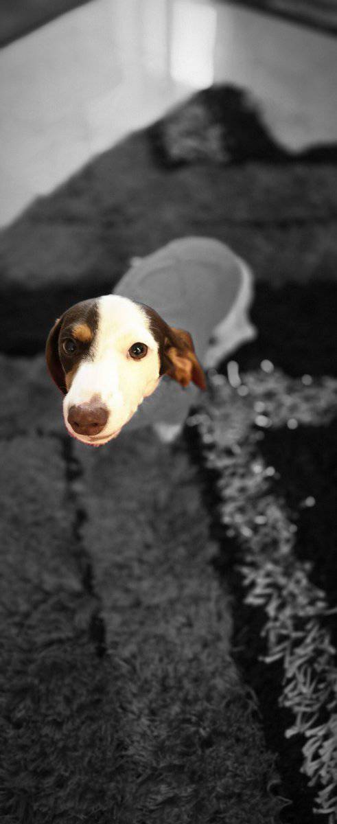 Miniature dachshunds pet puppy - $2,500 image 6