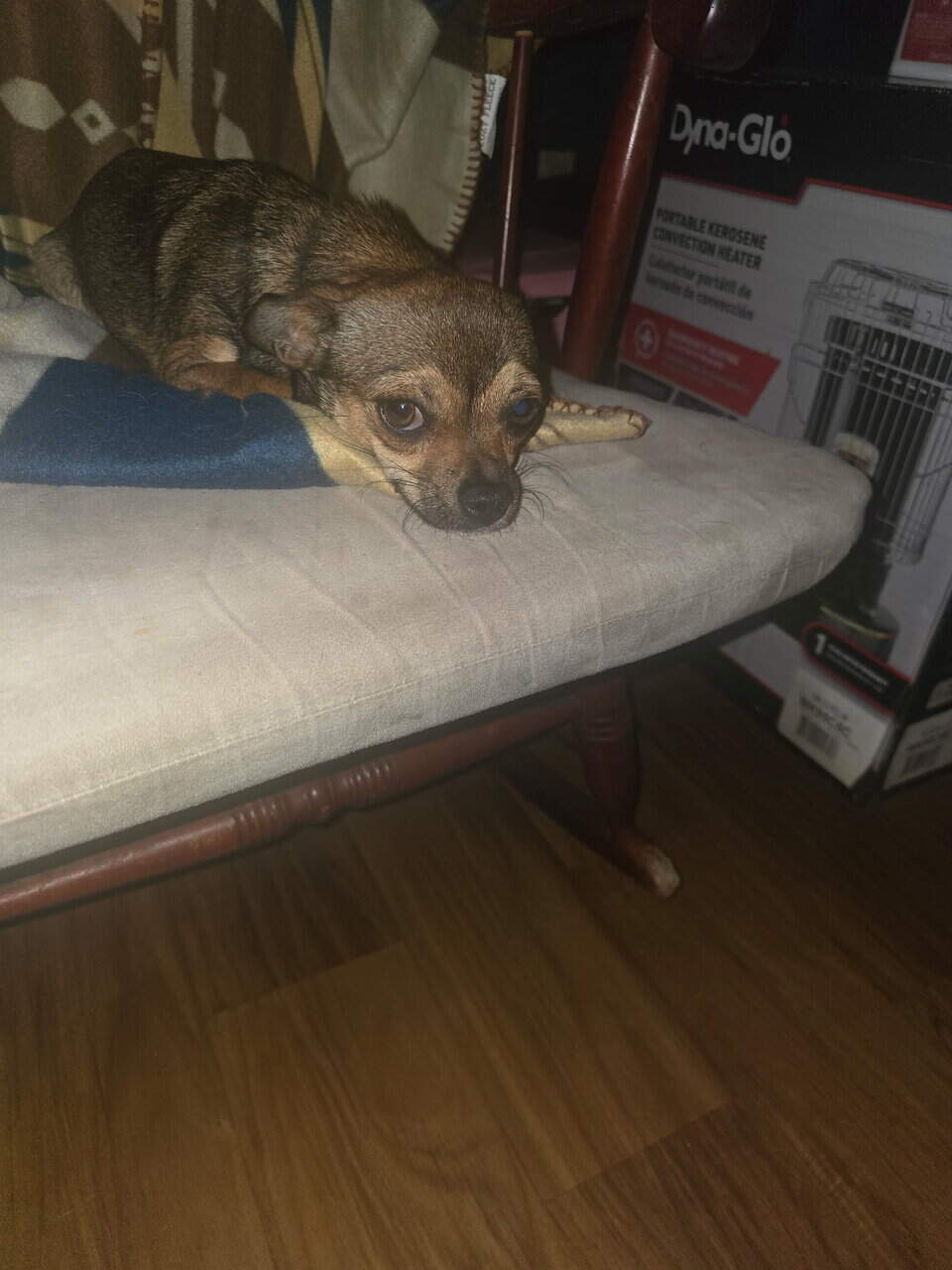 A Chihuahua not spayed ten months old image 3