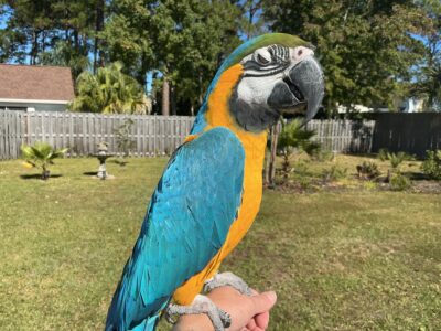 Blue and gold macaw 5 years old