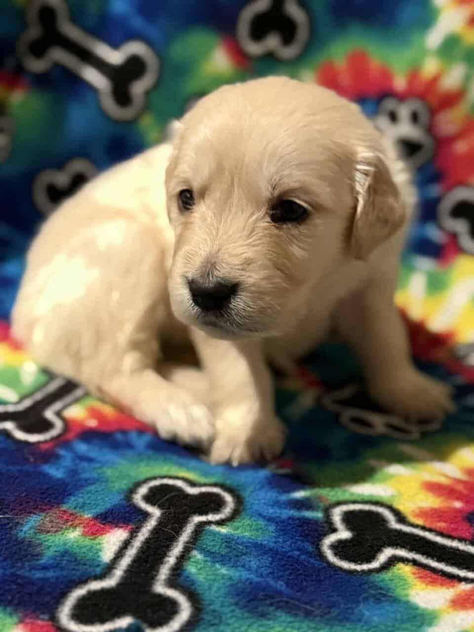 Golden Retriever Puppies image 3