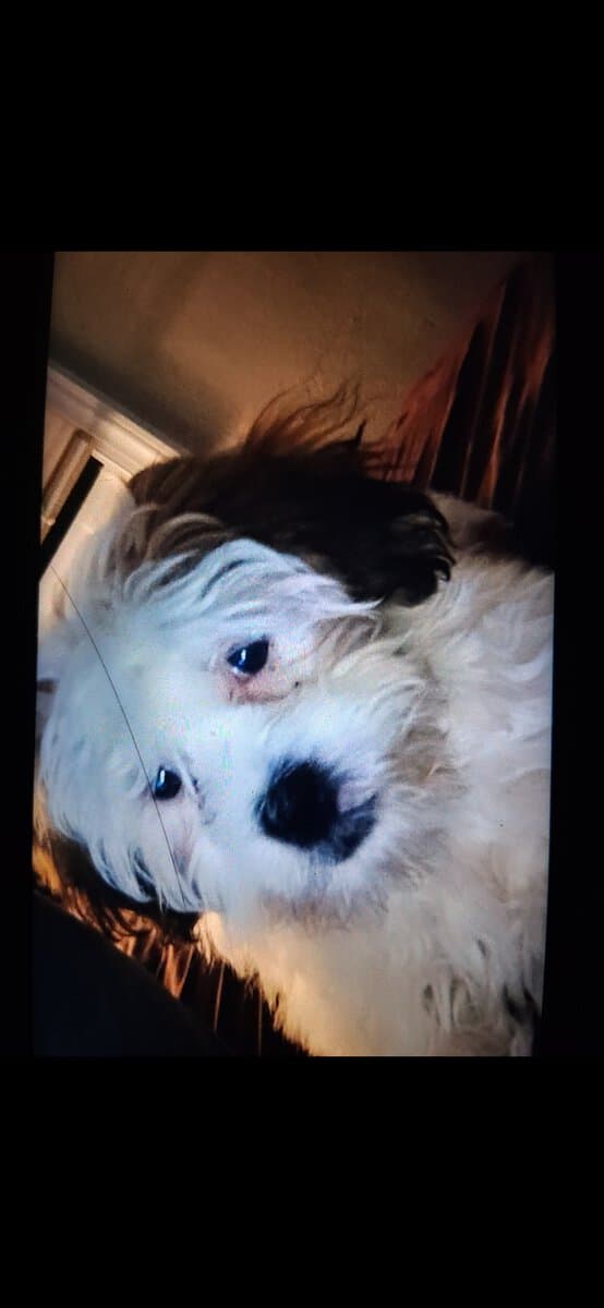 Puppy for rehoming image 1