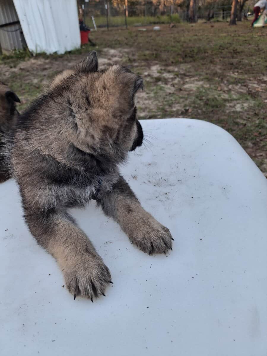 German Shepherd image 4