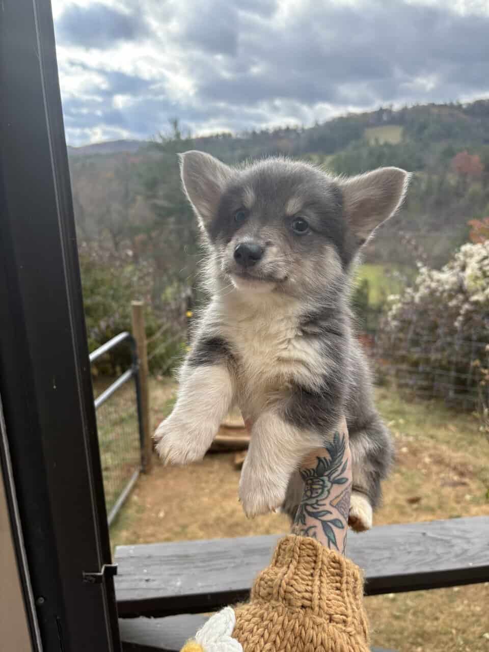 Male Pembroke Welsh Corgis image 2