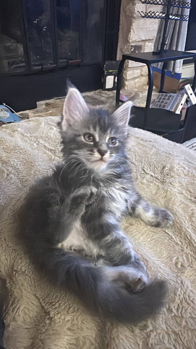 Mainecoons image 4