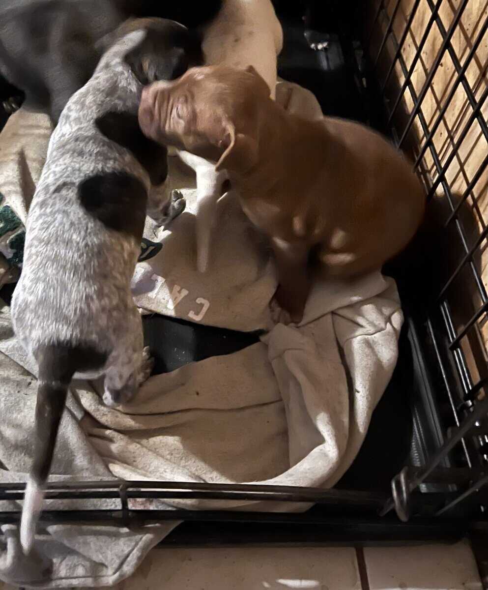 Pit bull puppies image 2