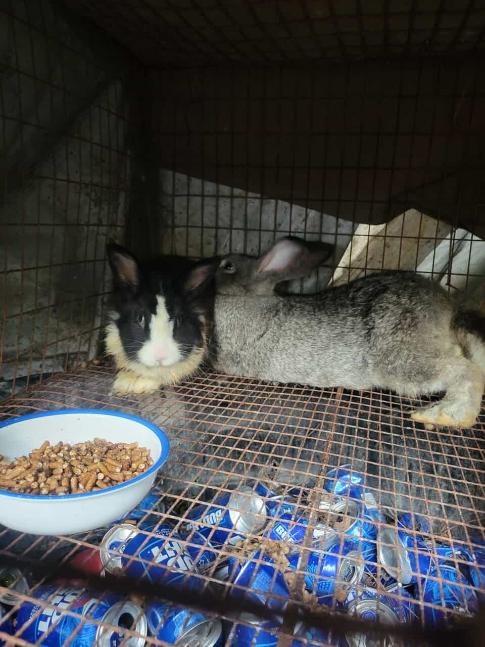 Rabbits for Re-homing image 2