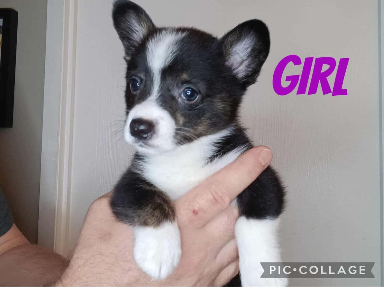 Ckc American Corgis image 5