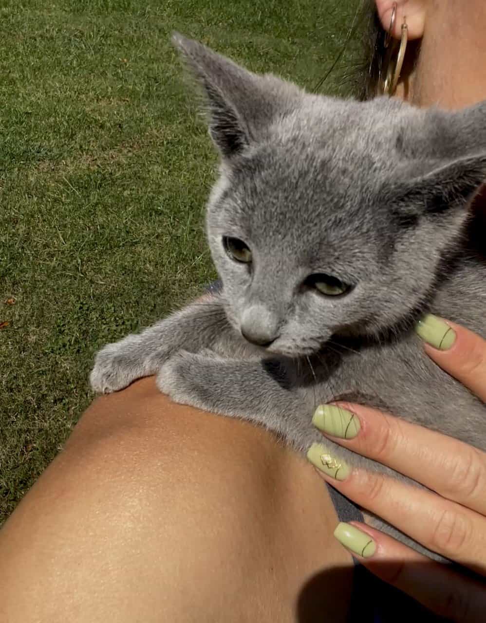 Russian Blue Kitten image 3