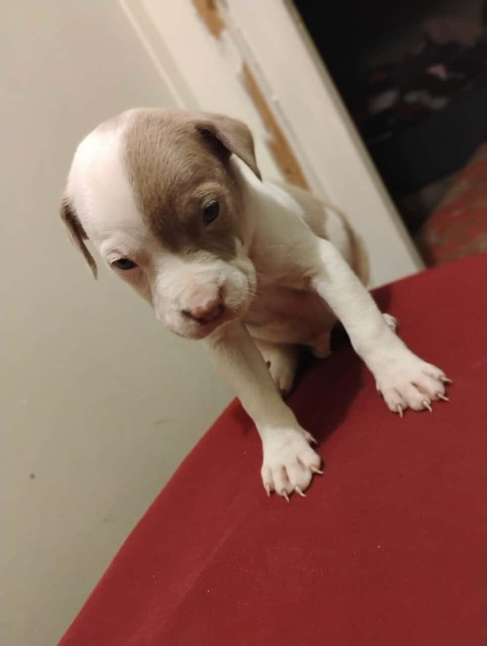 6 week old red/blue nose pit puppies*VACCINATED* image 1